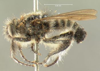 Media type: image;   Entomology 12788 Aspect: habitus lateral view